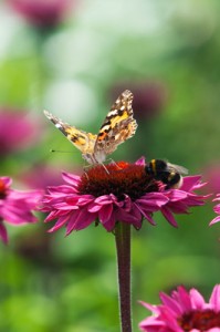 Vanessa cardui - Painted lady butterfly and Bumble bee on an Echinacea flower