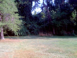 Chicken In The Yard