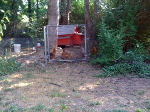 Chicken In The Yard