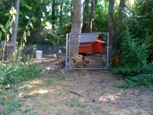 Chicken In The Yard 06