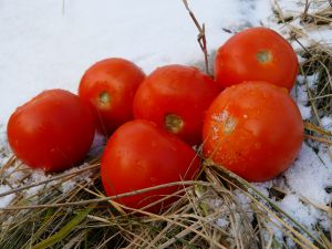 Tomatos in the winter