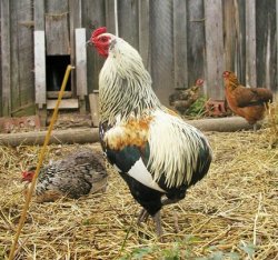 araucana chicken