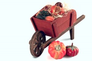 Fall Garden Vegetables Photo: Linnell Esler