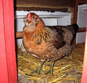 Chicken in the Coop