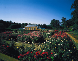 Biltmore Conservatory Rosegarden