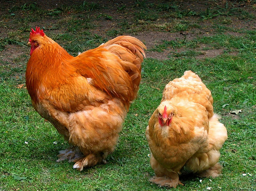 Dual Purpose Chickens