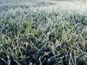 Frosted Grass