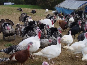 Hertiage Turkeys