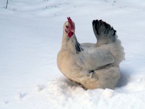 Chicken In The Snow