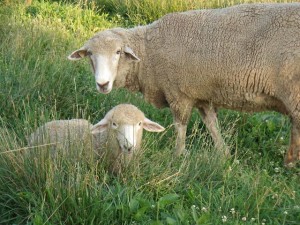 Sheep in the field