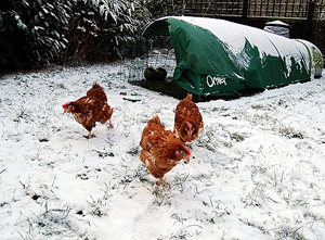 Chickens in the snow