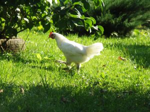 white chicken