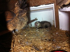 Possum in the Chicken Coop