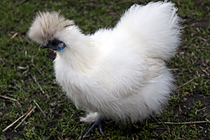 White Silkie