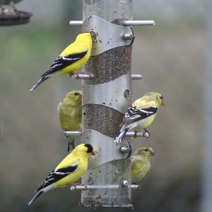 american goldfinches