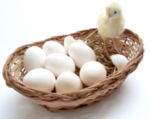 baby chicks and eggs