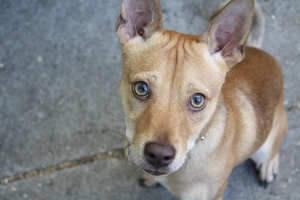 Why does my dog eats chicken poop?