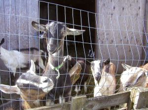 goats in pen