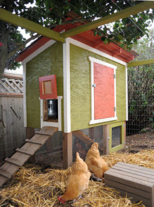 Backyard Chicken Coop