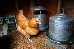 Chicken and feed Photo: furtwangl