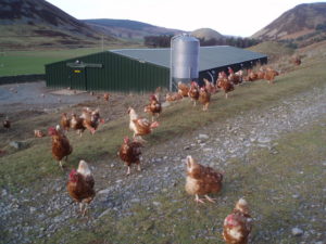 Free Range Hens - Photo: Adam Ward