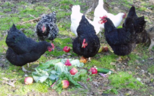 Gardening with chickens