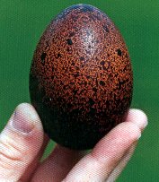 Maran Egg