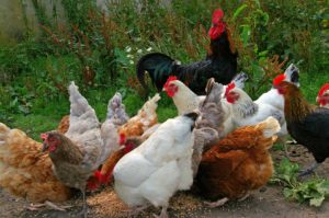 Chickens Eating Photo: KRiemer