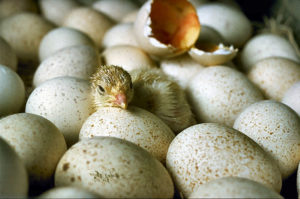 Chickens hatching