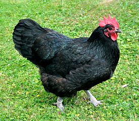 Australorps hen - Photo: Palauenc05