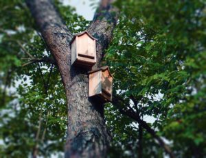 BAt Boxes Photo Deedster